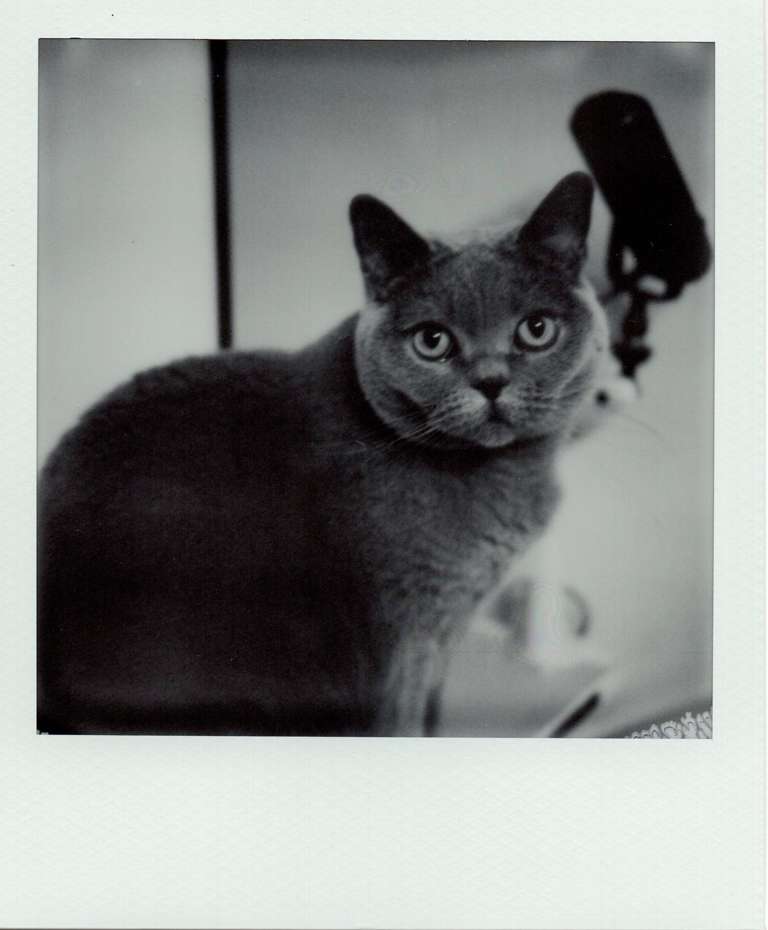 Gray British Shorthair cat staring at camera in black and white Polaroid portrait.