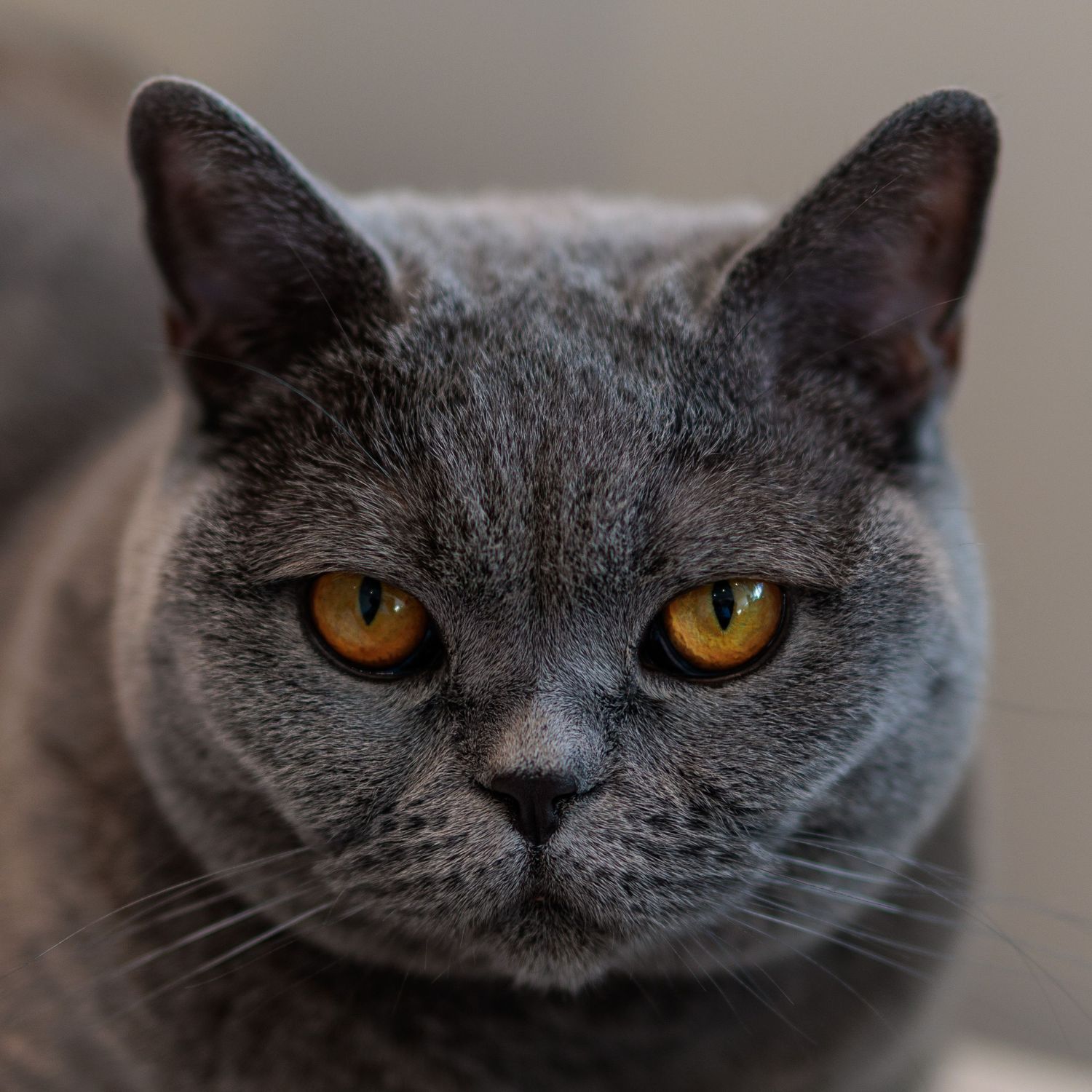 A stern-looking British Shorthair cat with dense gray fur and striking amber eyes gazes directly into the camera.