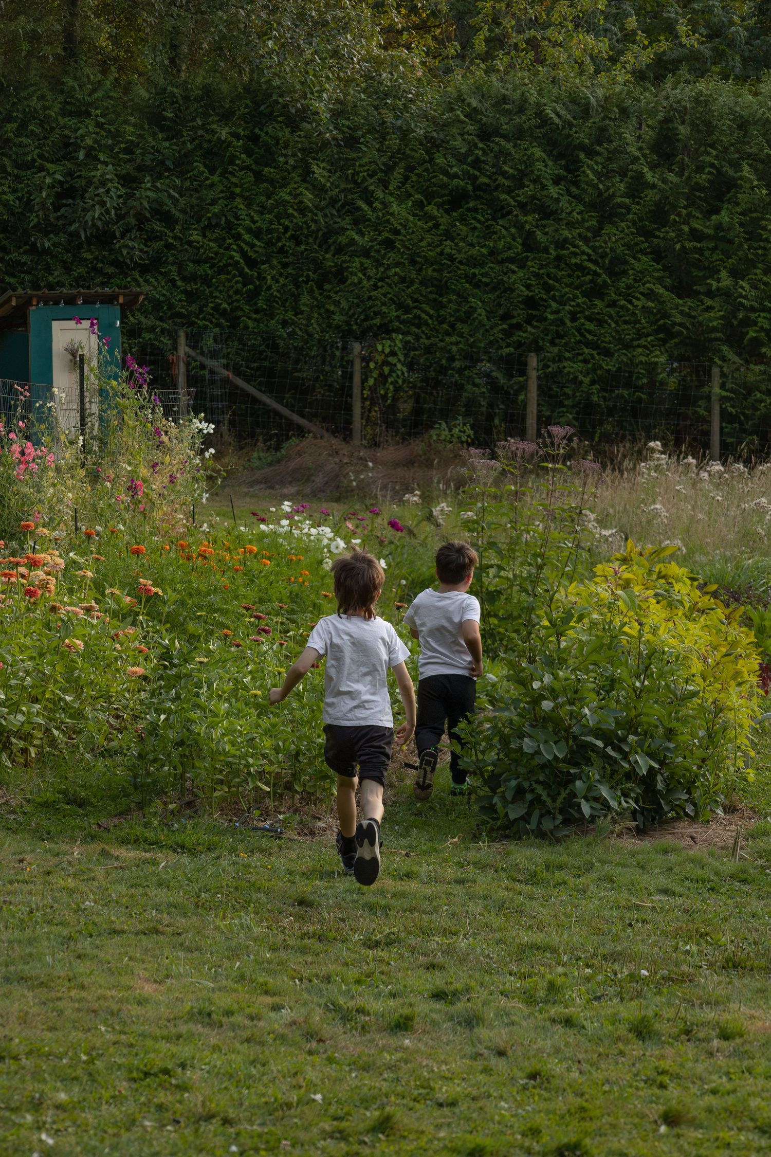 Two young boys run and chase after each other in a flower field.