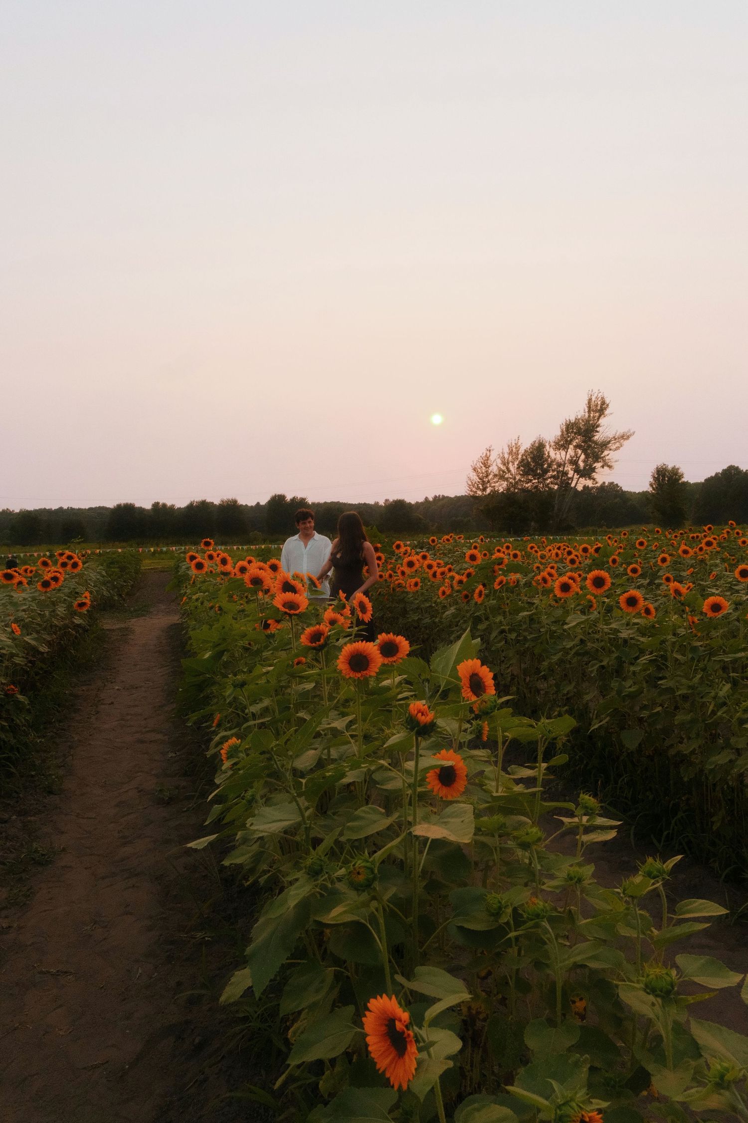 Couple strolling through a sunflower field at dusk with a full moon rising on the horizon.