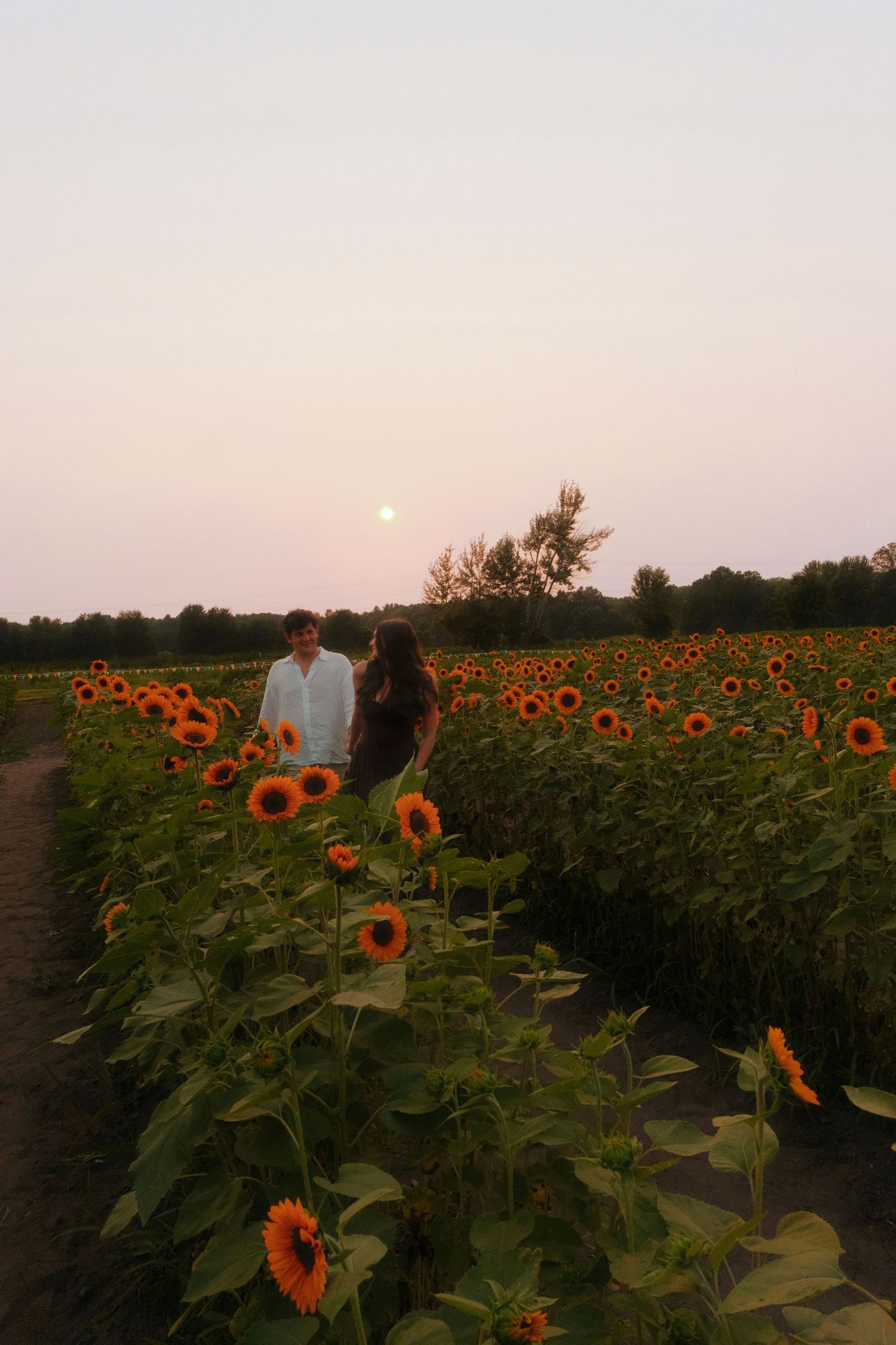 Couple walking through vibrant sunflower field under a glowing pink sunset sky.