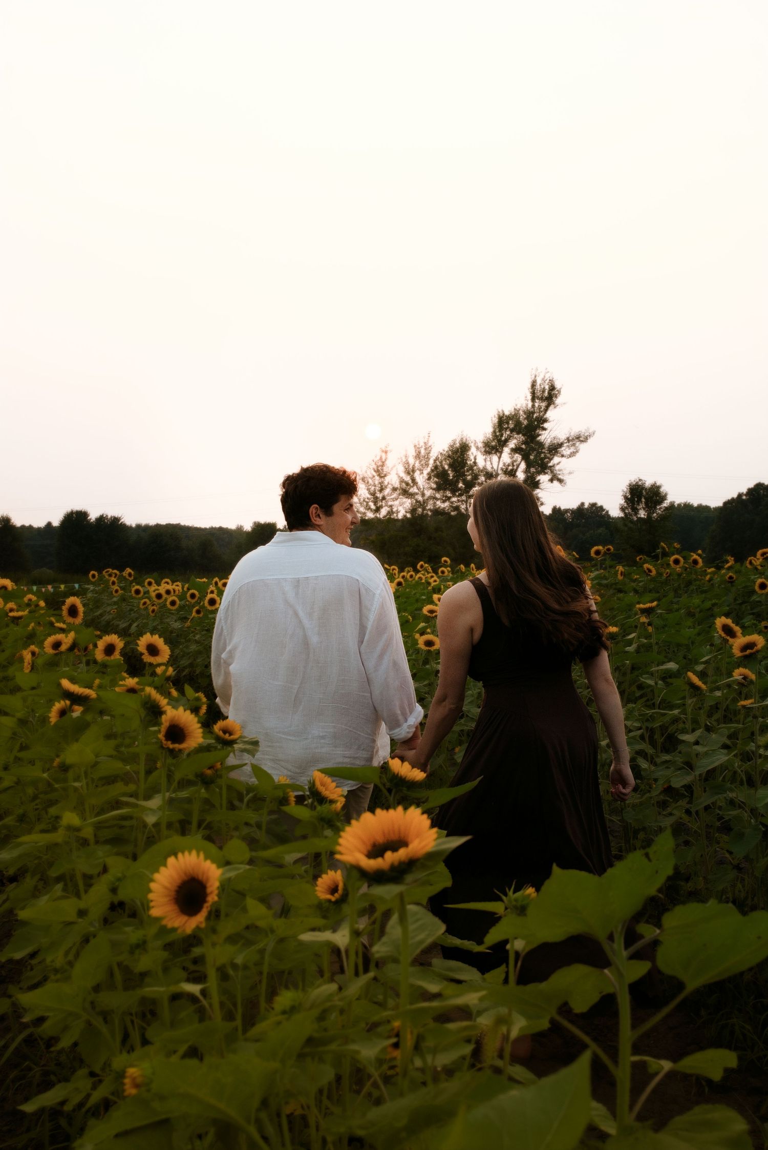 A couple walks hand in hand through a vibrant sunflower field at dusk, viewed from behind.