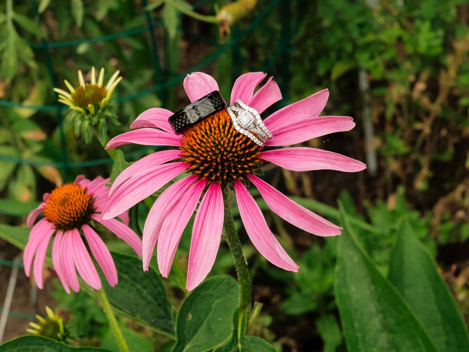 Wedding rings resting on a pink coneflower in a garden setting.