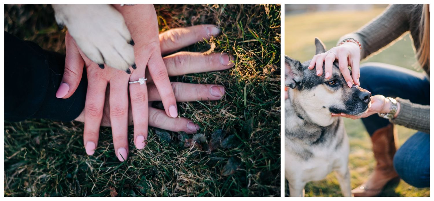collage of engaged couple's hands on the ground with dog's paw on top, photo of woman balancing her ring on dog's nose