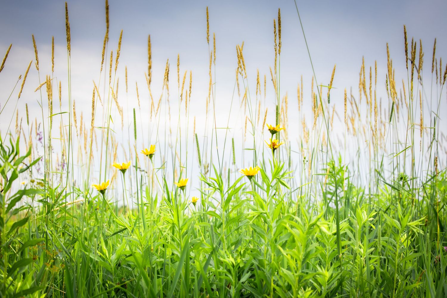 Bright yellow wildflowers and tall green grass swaying under a soft blue sky in a meadow.