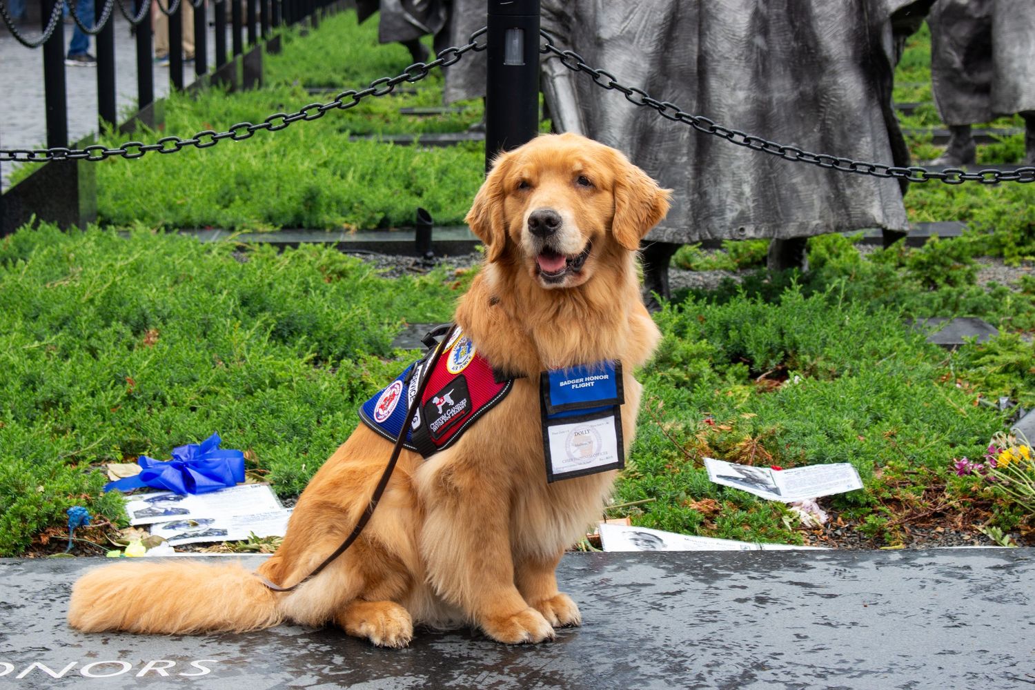Golden retriever service dog in a vest sitting on wet pavement at an outdoor event.