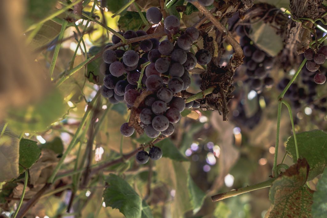 Dark purple grapes hanging on a vine in a vineyard, illuminated by warm sunlight filtering through green leaves.