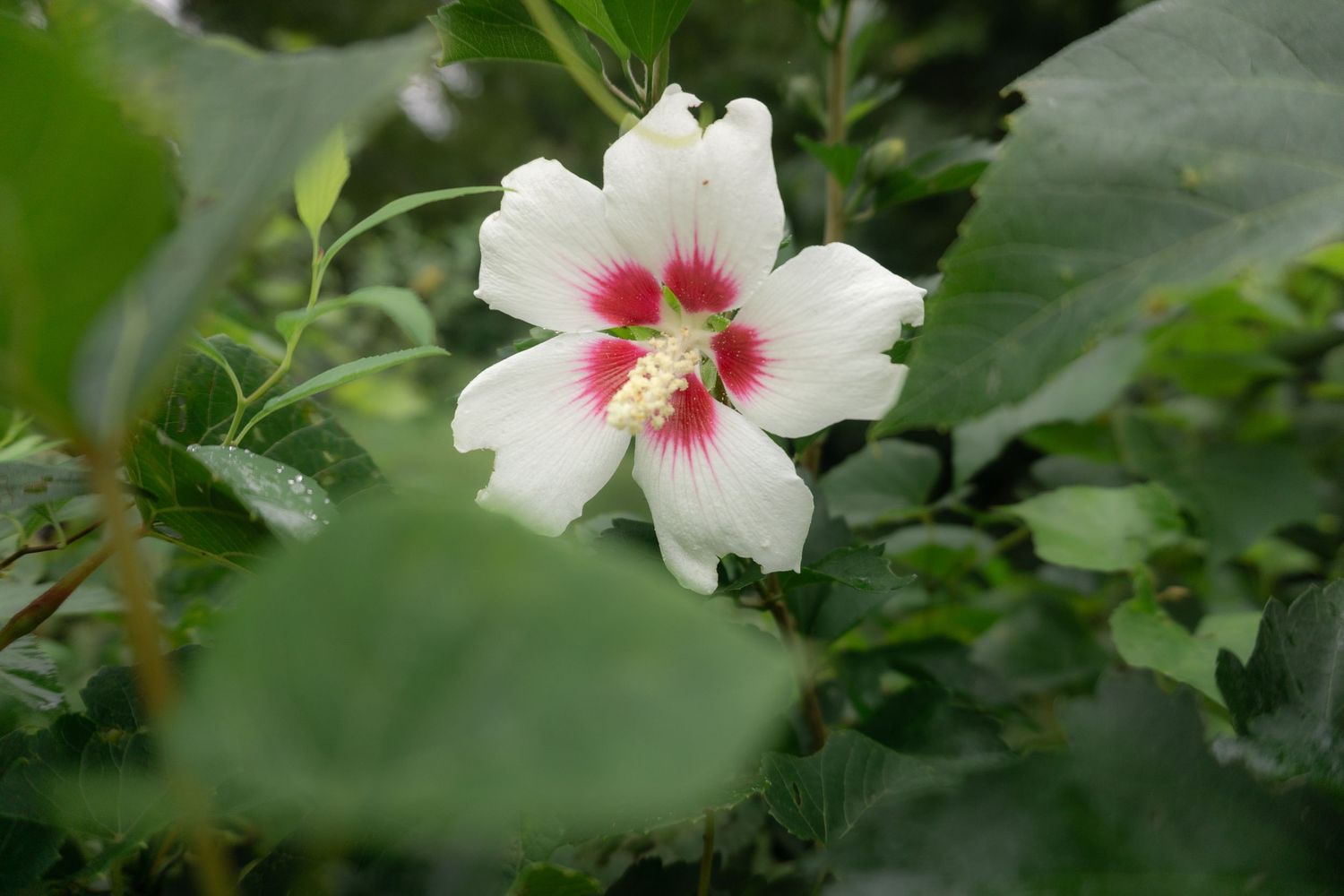 White hibiscus flower with pink center blooming among lush green leaves in a garden setting.