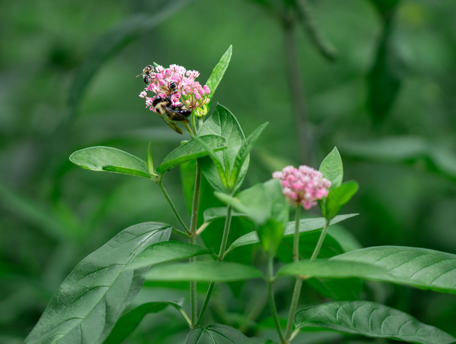 Close-up of pink milkweed flowers blooming on green leafy stems in a lush garden setting.