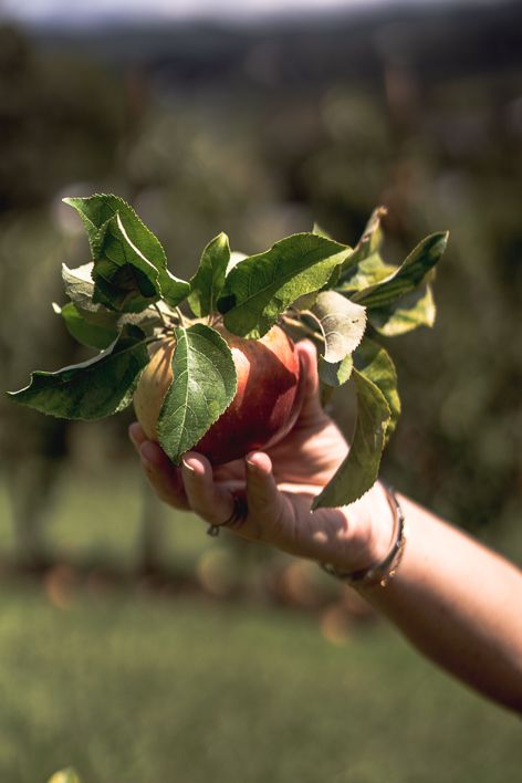 A hand holds freshly picked red apples with green leaves in a sunlit orchard.