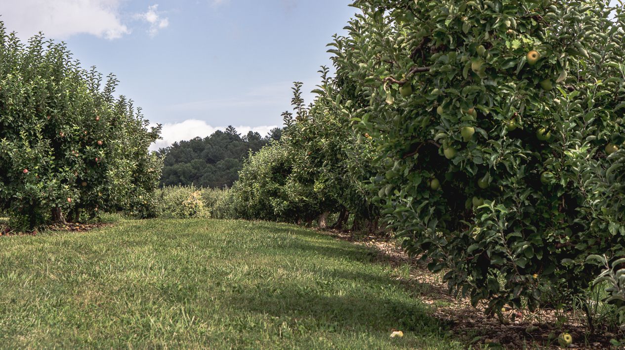 Lush apple orchard with rows of fruit-laden trees and green grass pathways on a sunny day.
