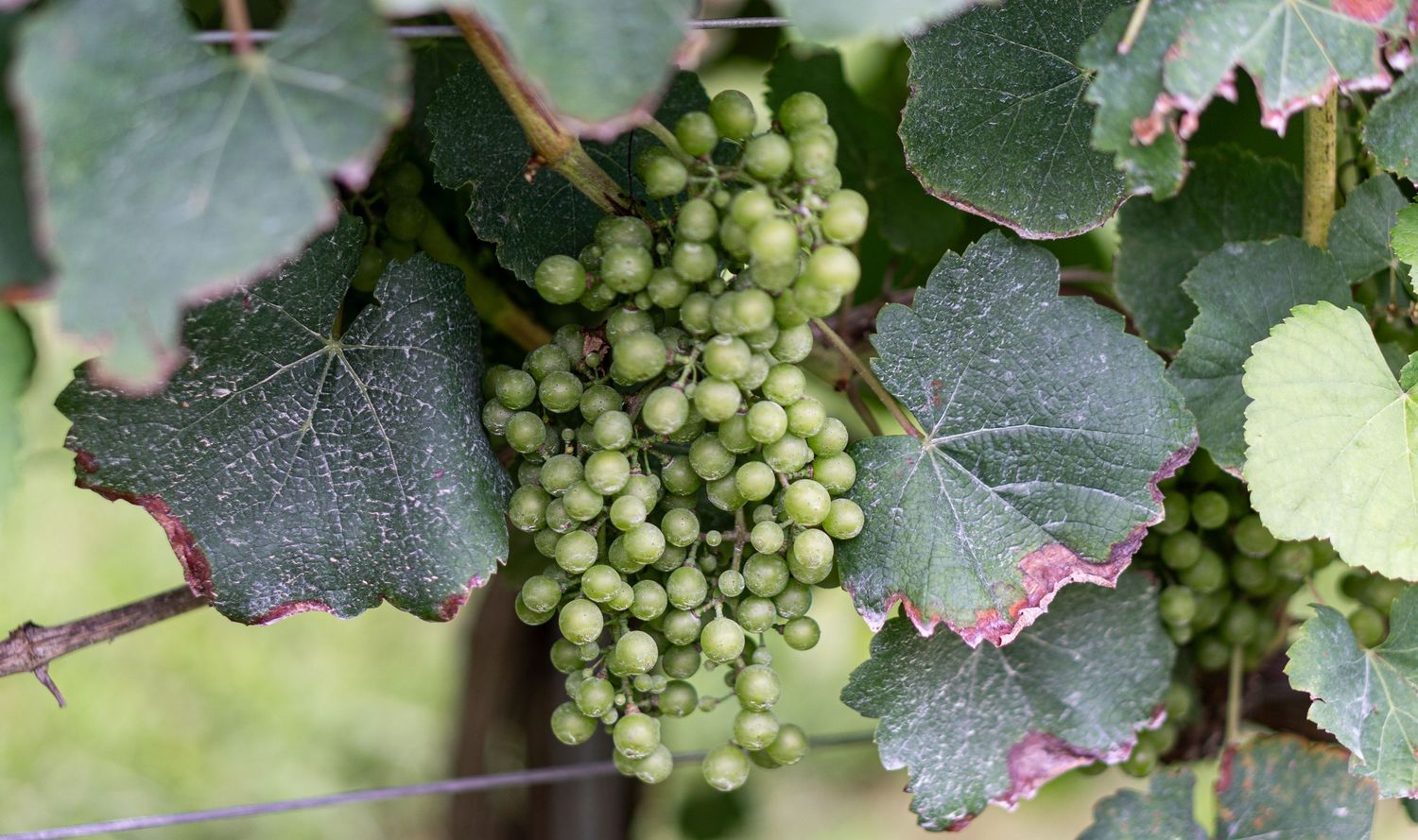 Close-up of a cluster of unripe green grapes hanging on a vine with lush green leaves.