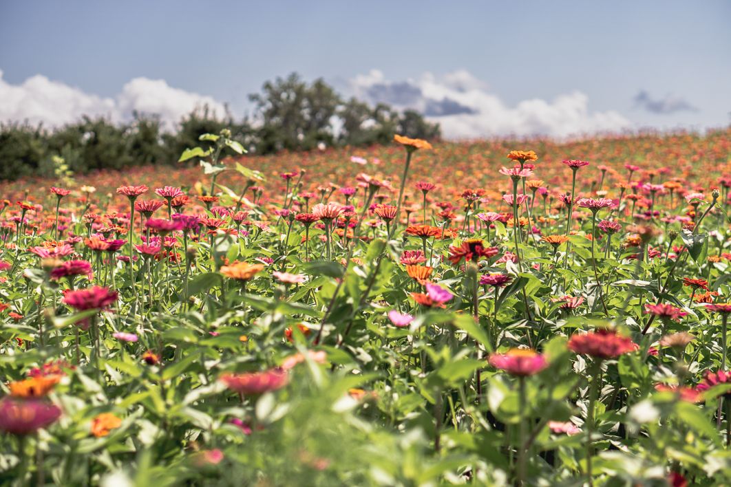 A vibrant field of colorful zinnia flowers in pink, red, and orange blooms under a partly cloudy blue sky.