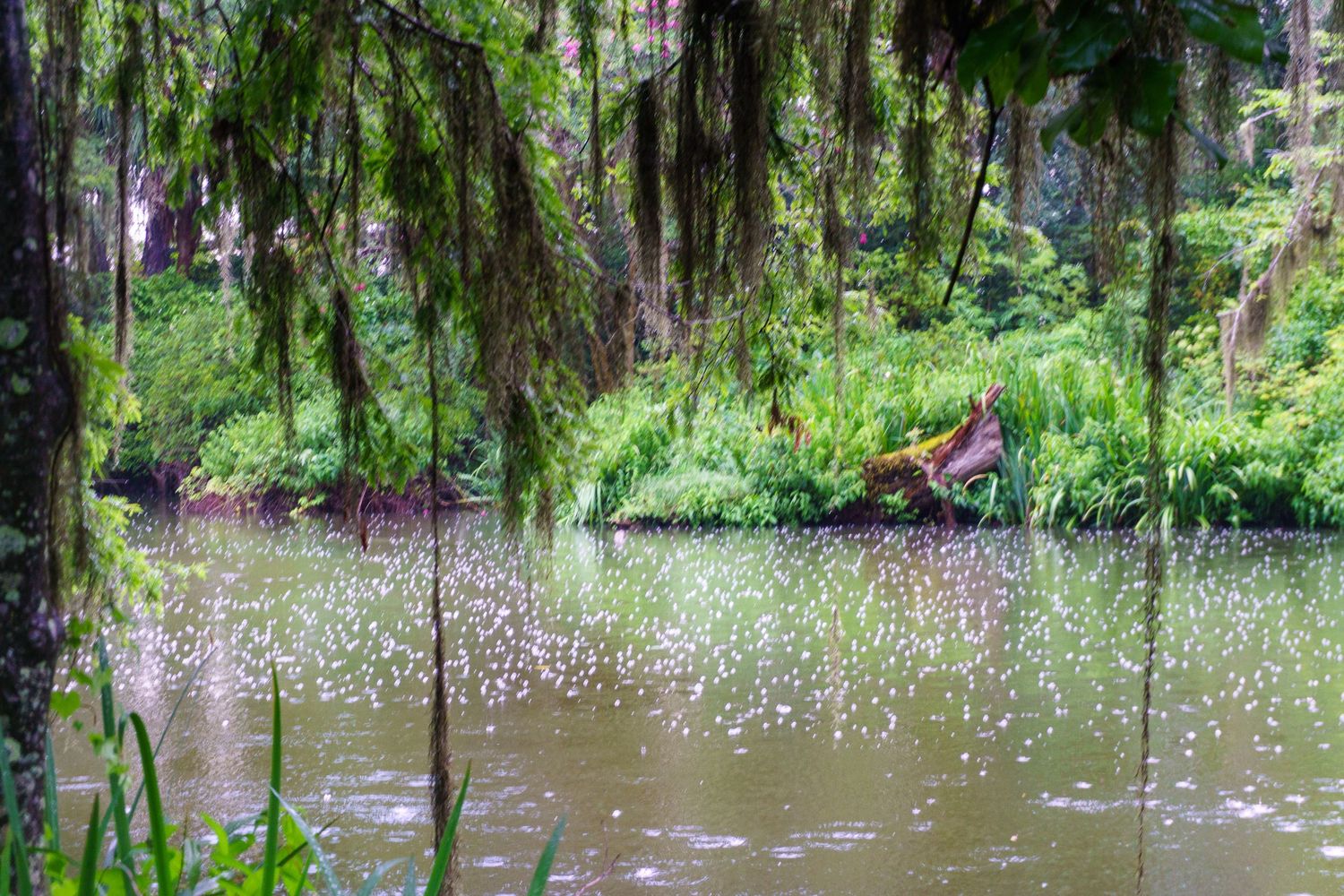 Lush green swamp landscape with moss-draped trees reflecting on calm water in a tropical forest setting.