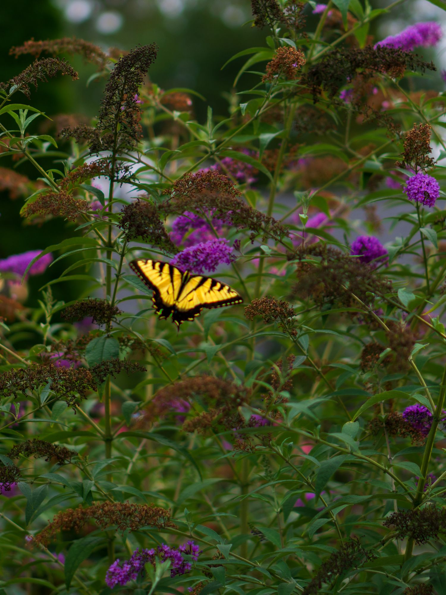 A vibrant yellow swallowtail butterfly perched on purple butterfly bush blooms surrounded by lush green foliage.