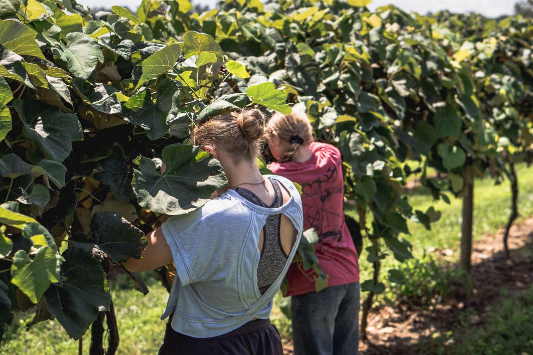 Two women harvesting crops among lush green leafy plants on a sunny farm day.