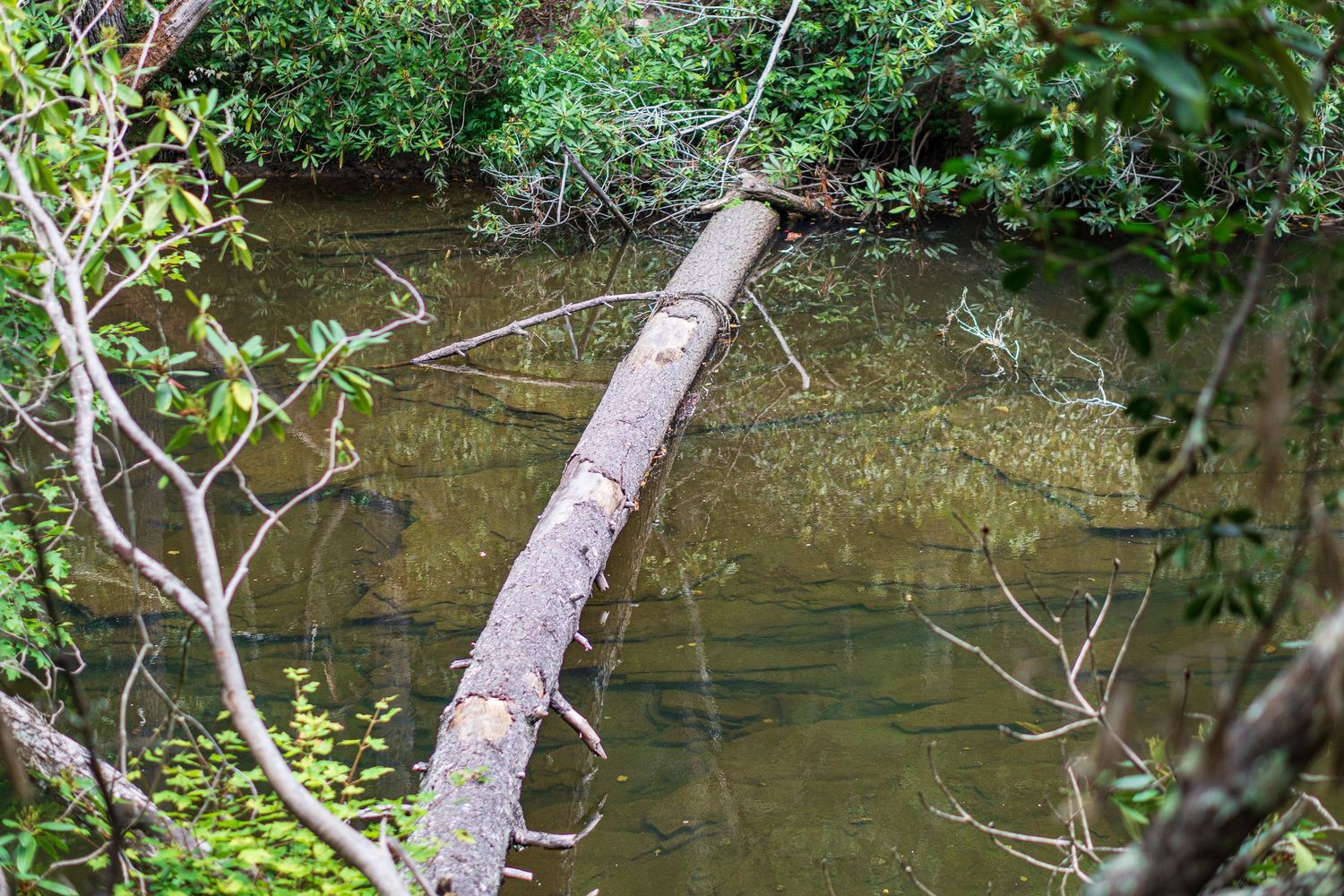 A fallen tree trunk stretches over a calm, murky green pond surrounded by lush forest vegetation.