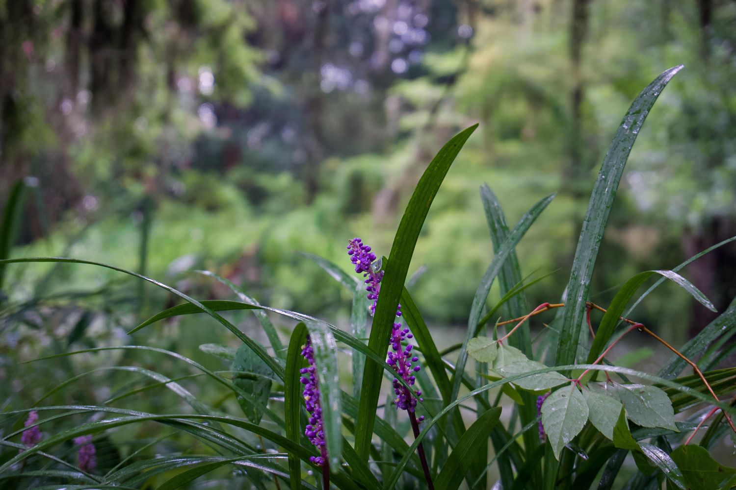 Purple wildflowers bloom among lush green foliage in a shaded forest garden setting.