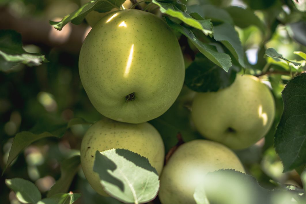 Close-up of ripe green apples growing on a tree branch surrounded by lush green leaves in an orchard.