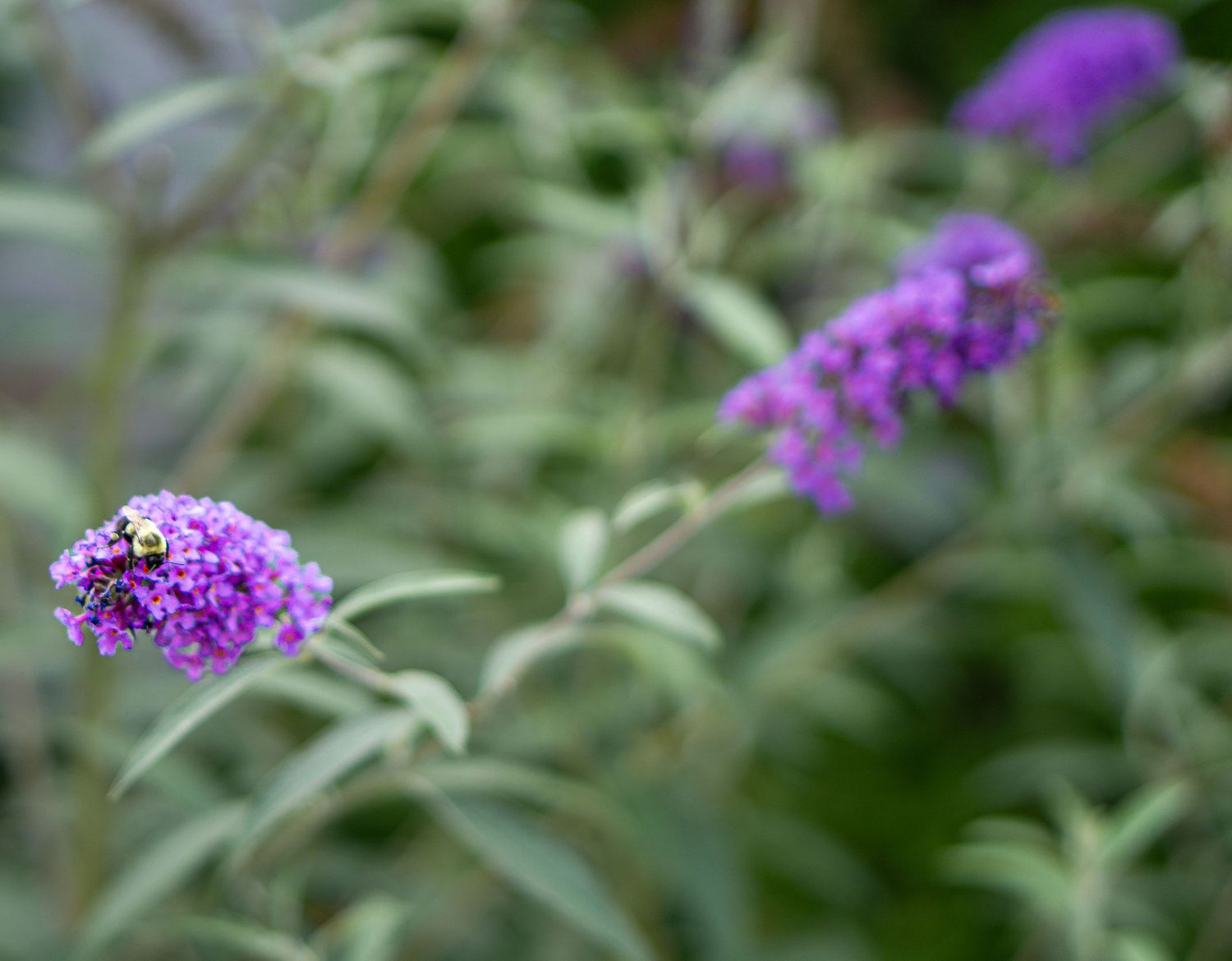A bumblebee pollinating purple butterfly bush flowers with green foliage in soft focus background.