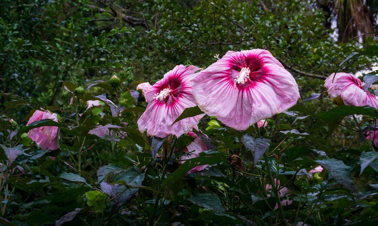 Large pink hibiscus flowers with deep magenta centers bloom vibrantly against a lush green leafy garden background.