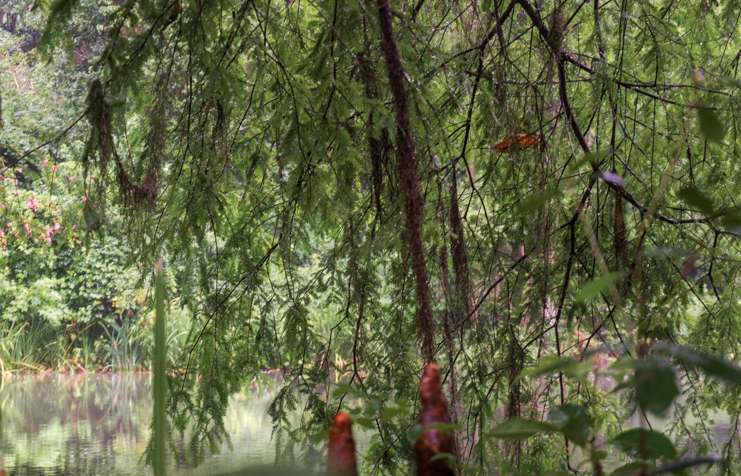 Lush green weeping tree branches draping over a tranquil misty lake in a dense tropical forest.