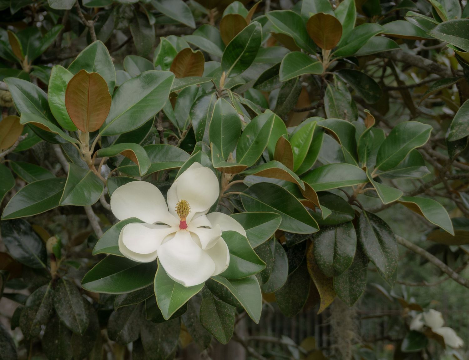 A white magnolia flower blooms among glossy green leaves on a Southern magnolia tree outdoors.