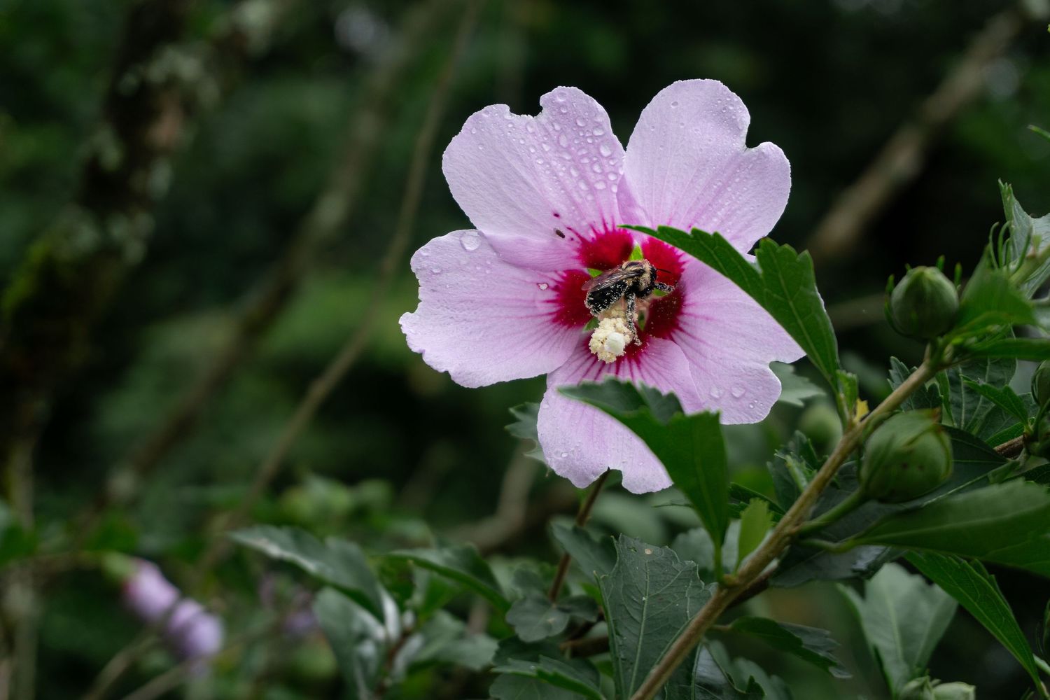 A bumblebee pollinating a pink hibiscus flower with a red center, surrounded by green leaves and buds.