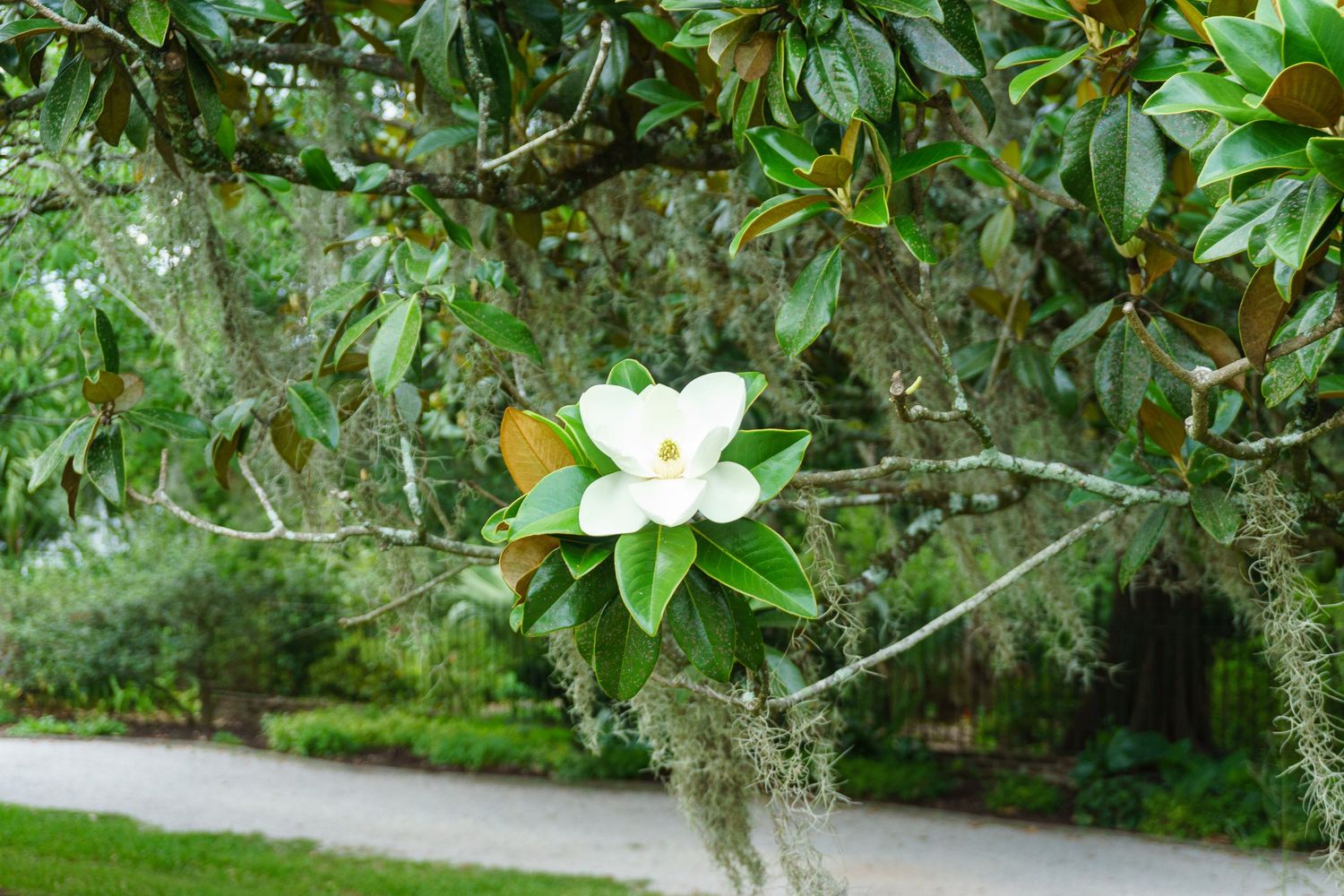 White magnolia flower blooming on a branch with Spanish moss in a lush green Southern garden.