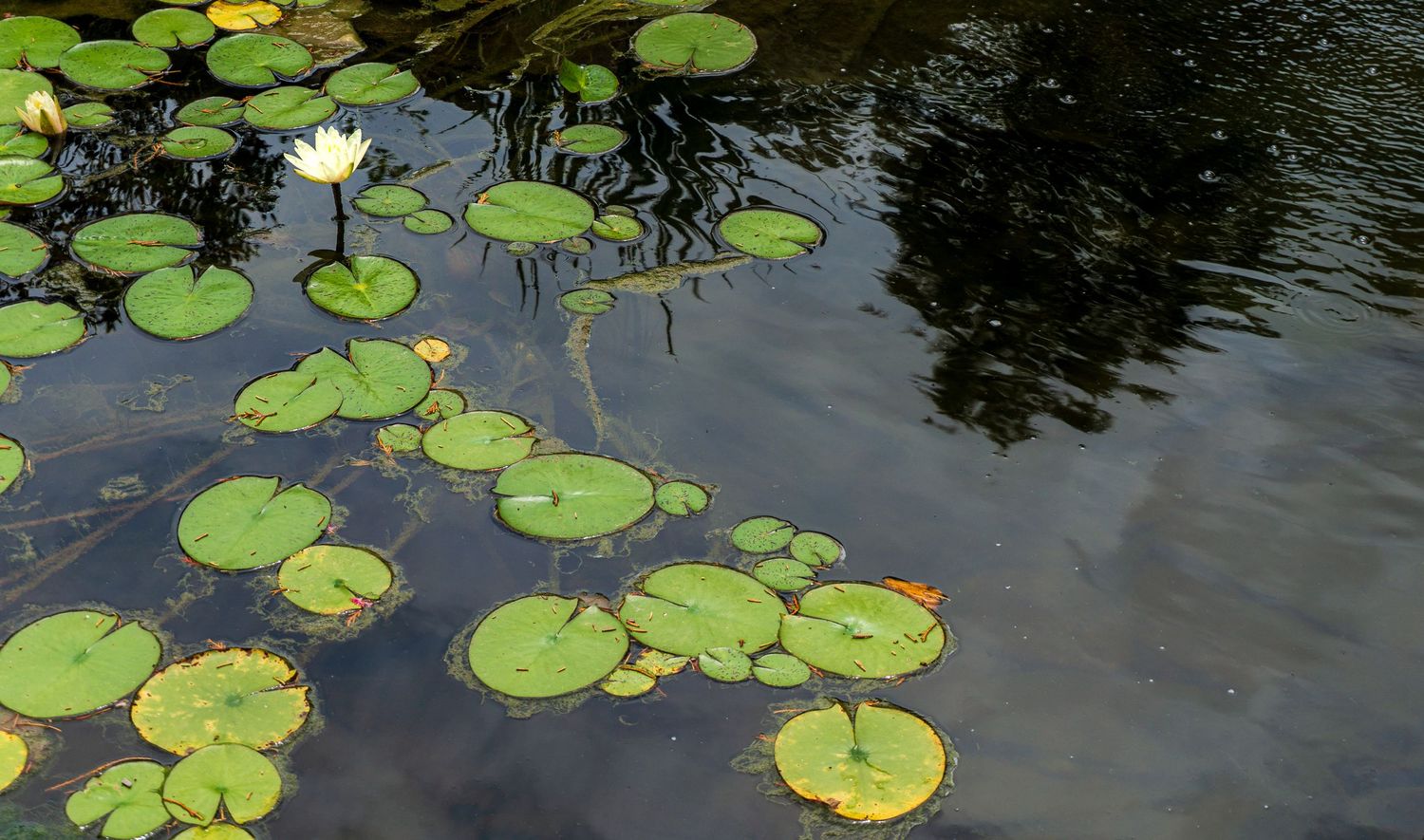 Green lily pads floating on dark pond water with a single white water lily in bloom.