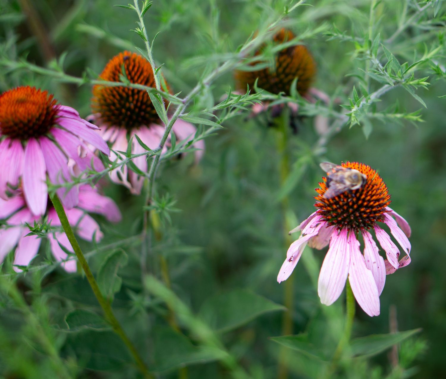 A honeybee pollinates a pink coneflower (Echinacea) surrounded by lush green foliage and more blooming flowers.