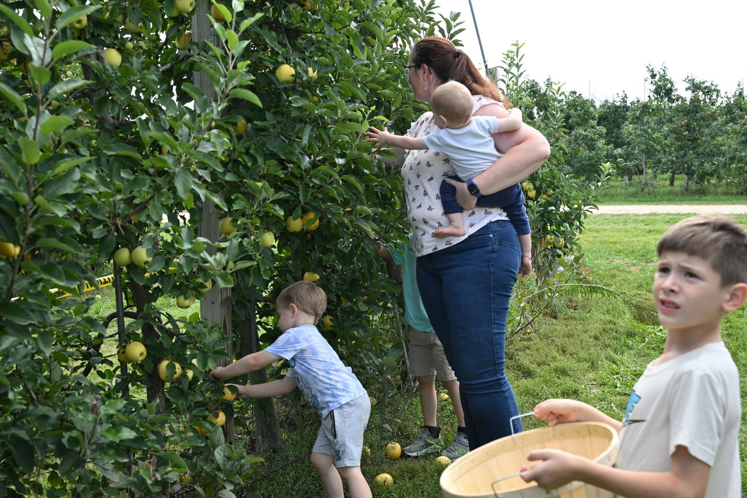 A mother carrying a baby helps young children pick fresh apples in an orchard.