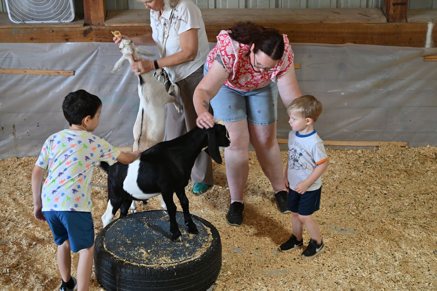Children and an adult interact with a black and white goat standing on a tire in a barn.