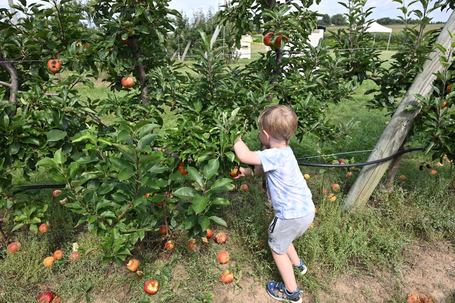 A young boy reaches up to pick ripe apples from a tree in an orchard.