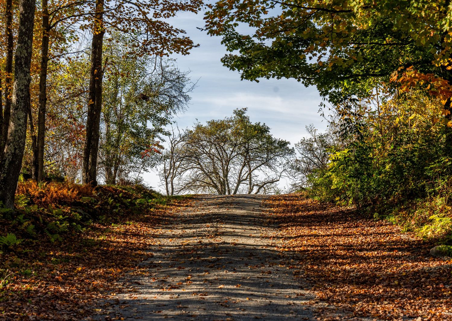 Scenic autumn forest dirt road covered in fallen orange leaves winding through colorful fall foliage trees.