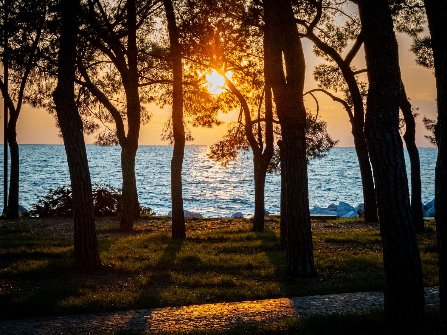 Sunset shining through tall trees along a tranquil shoreline, casting golden light over the water and grassy ground.