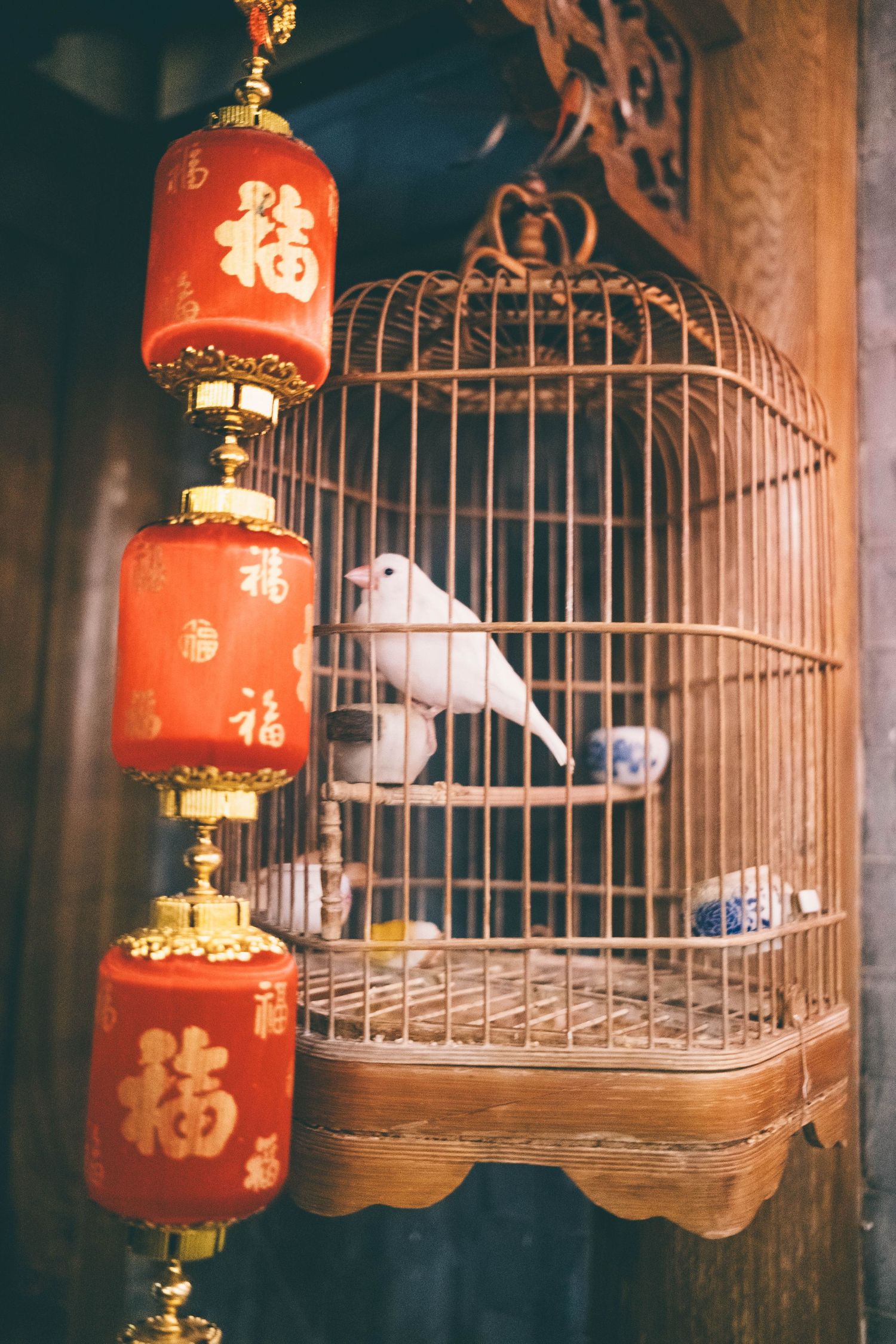 Travel photo of a bird in a cage taken in Beijing, China
