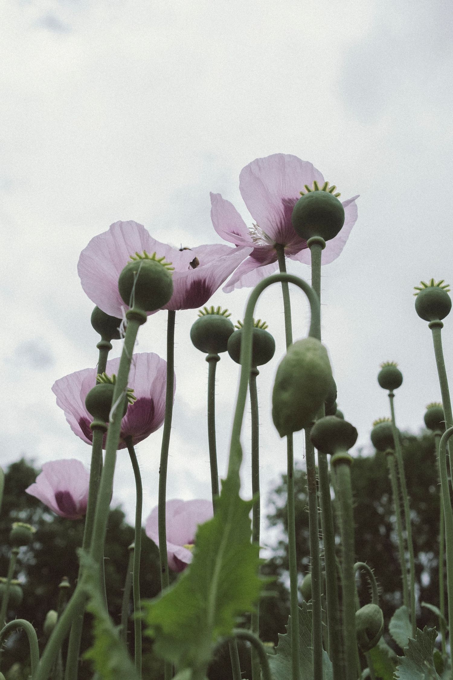 Photo of lilac coloured poppy flowers, taken from below