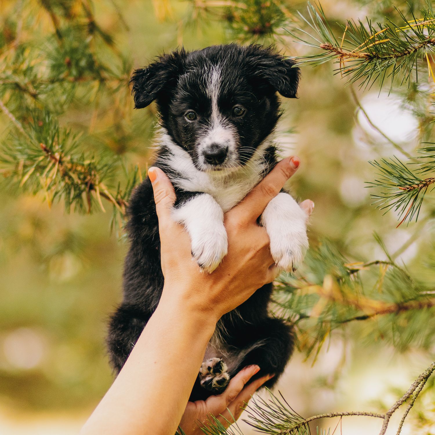 Bordercollie pentu