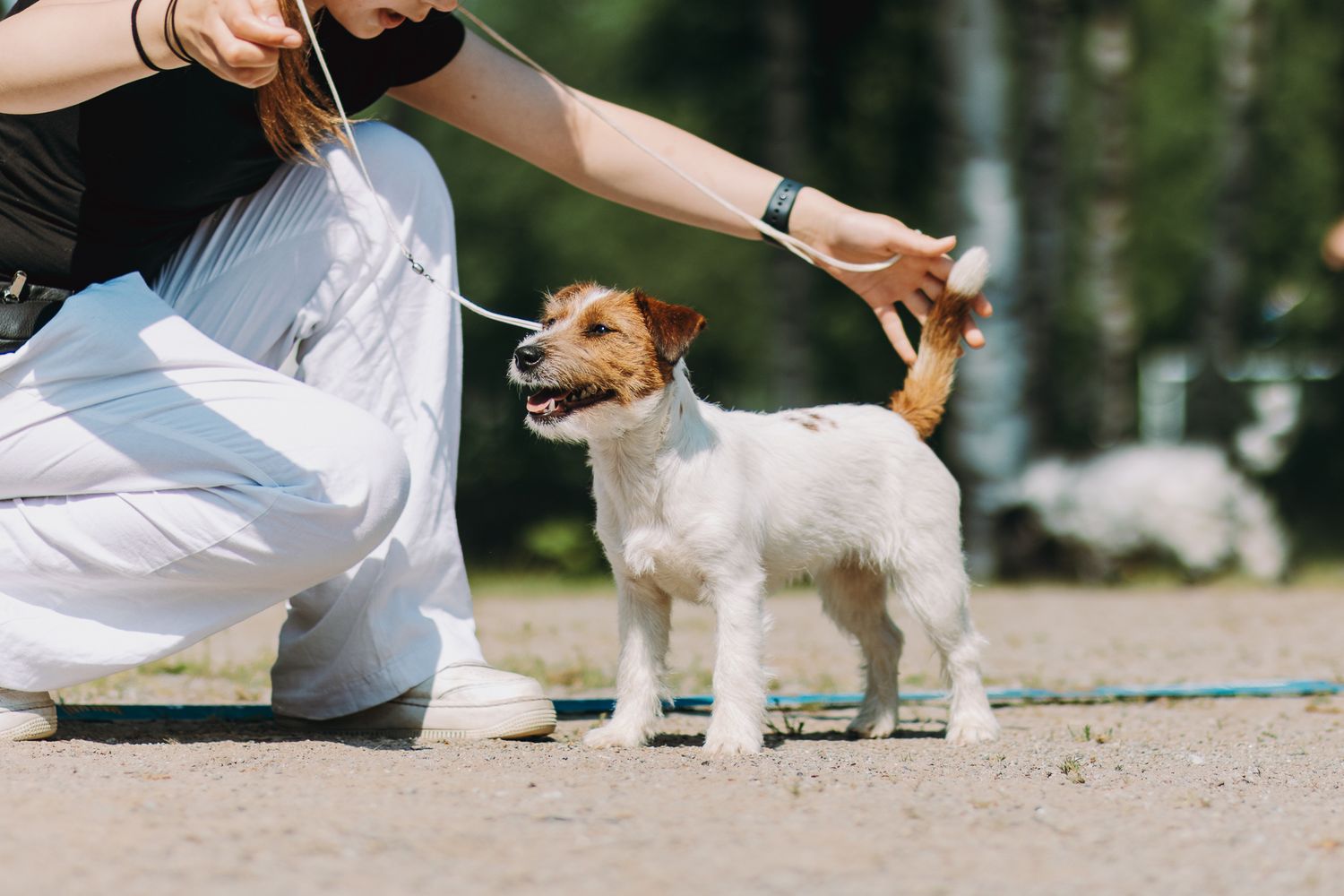 Jackrussellinterrieri koiranäyttelyissä