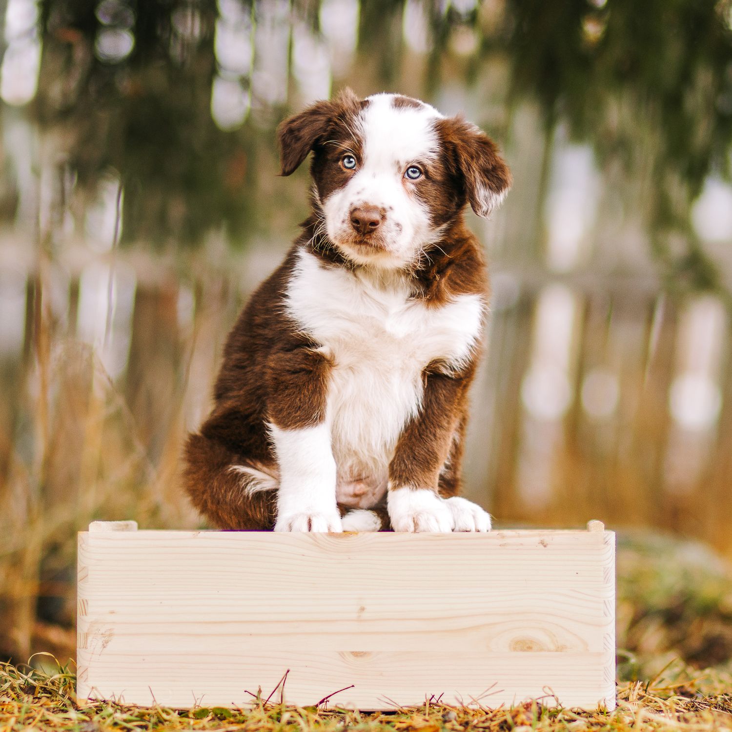 Bordercollie pentu
