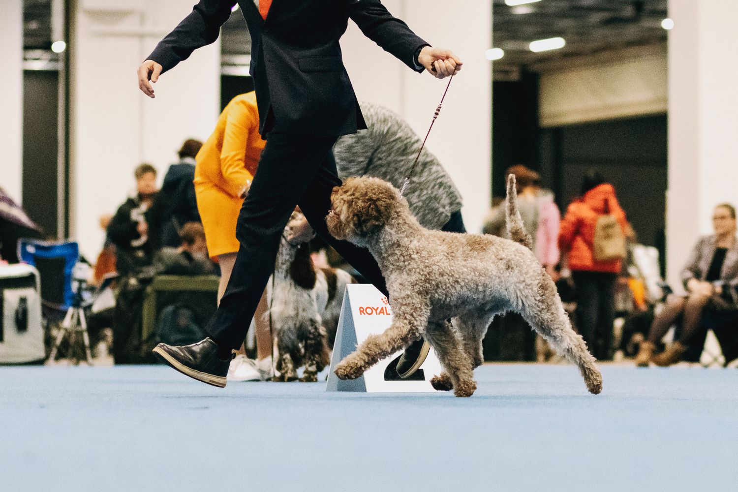 Lagotto romagnolo koiranäyttelyissä