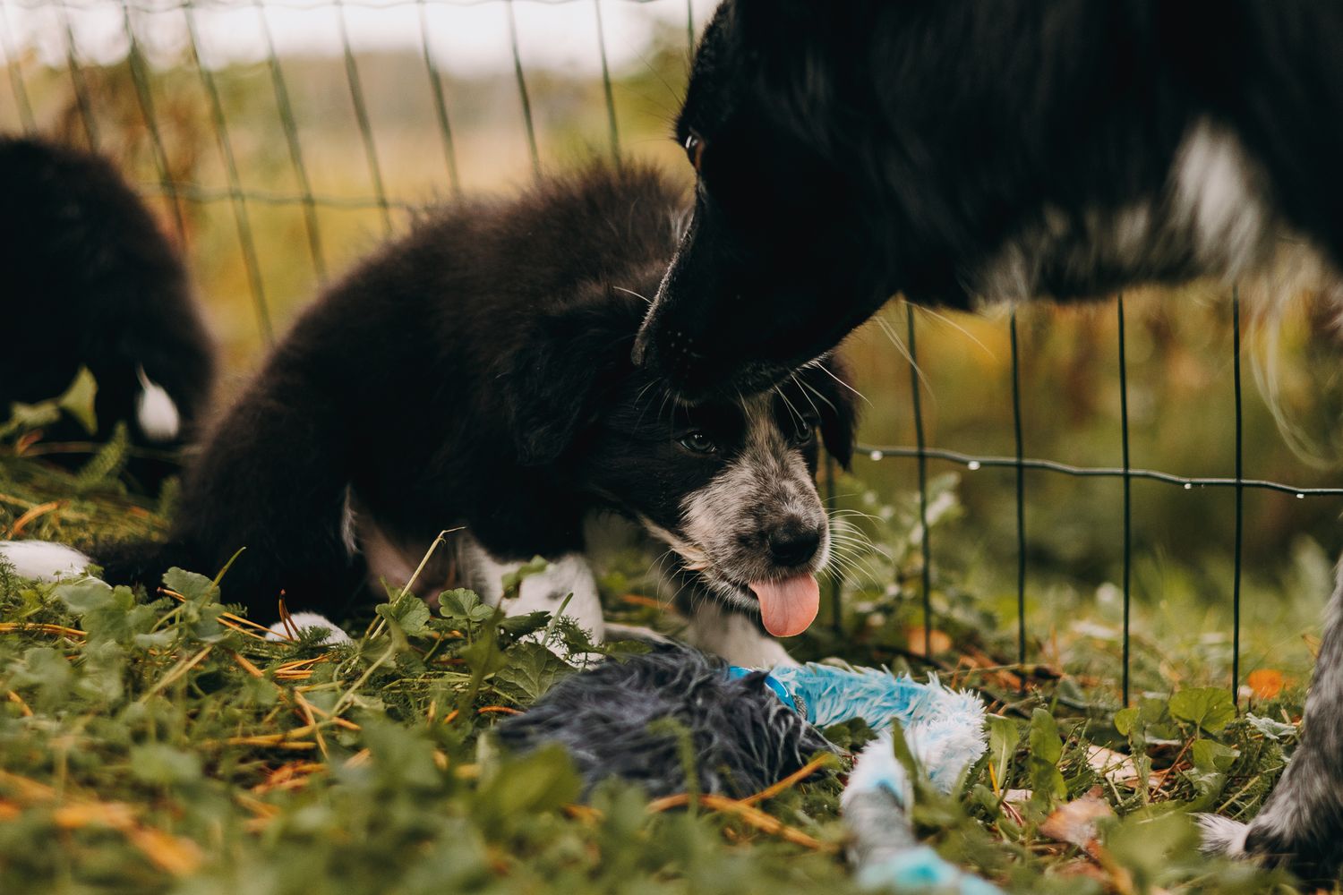 Bordercollie pentu