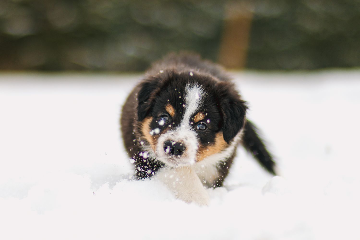 Bordercollie pentu