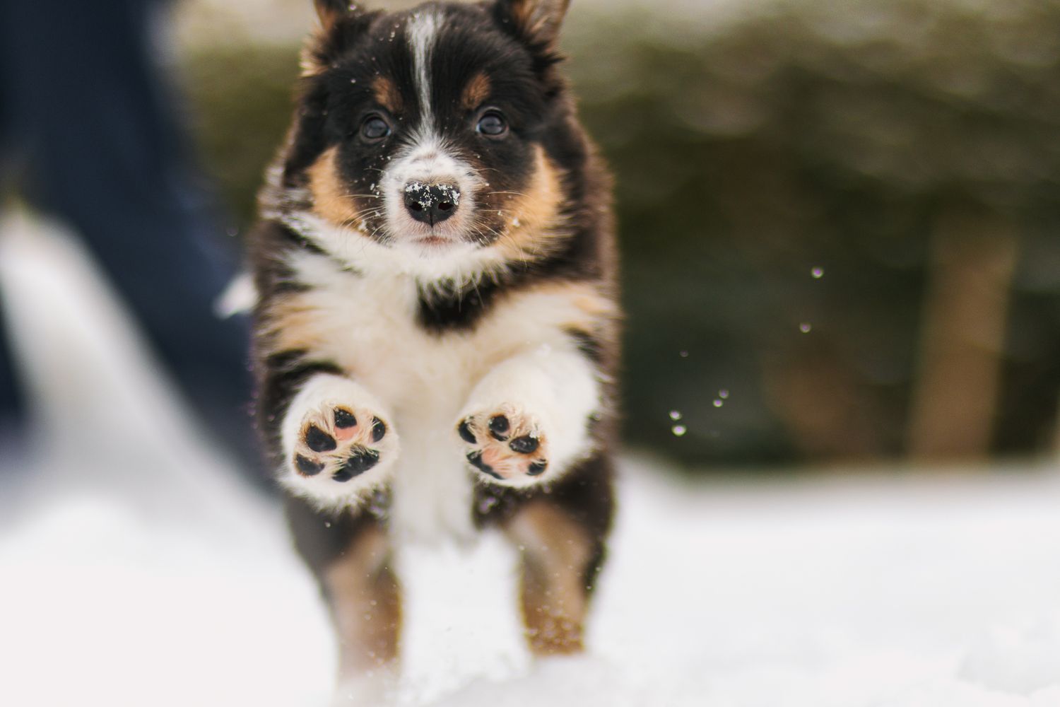 Bordercollie pentu