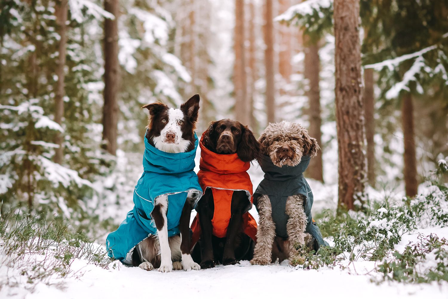 Bordercollie, viiriäiskoira ja lagotto romagnolo kaverikuva