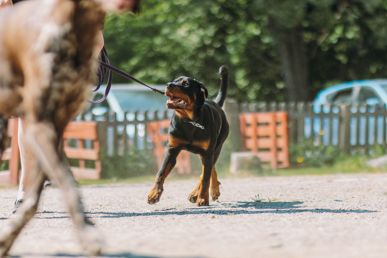 Rottweiler koiranäyttelyissä