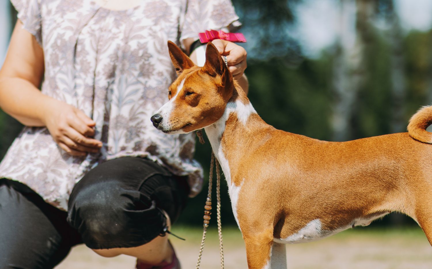 Basenji koiranäyttelyissä