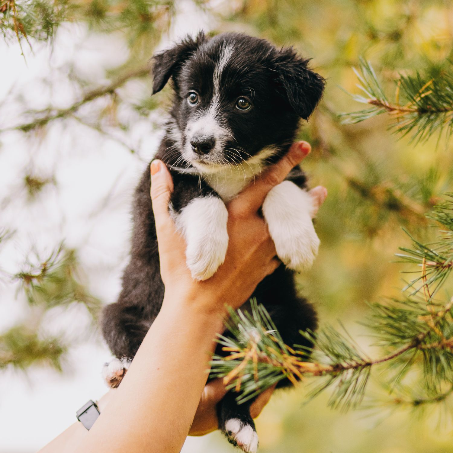 Bordercollie pentu
