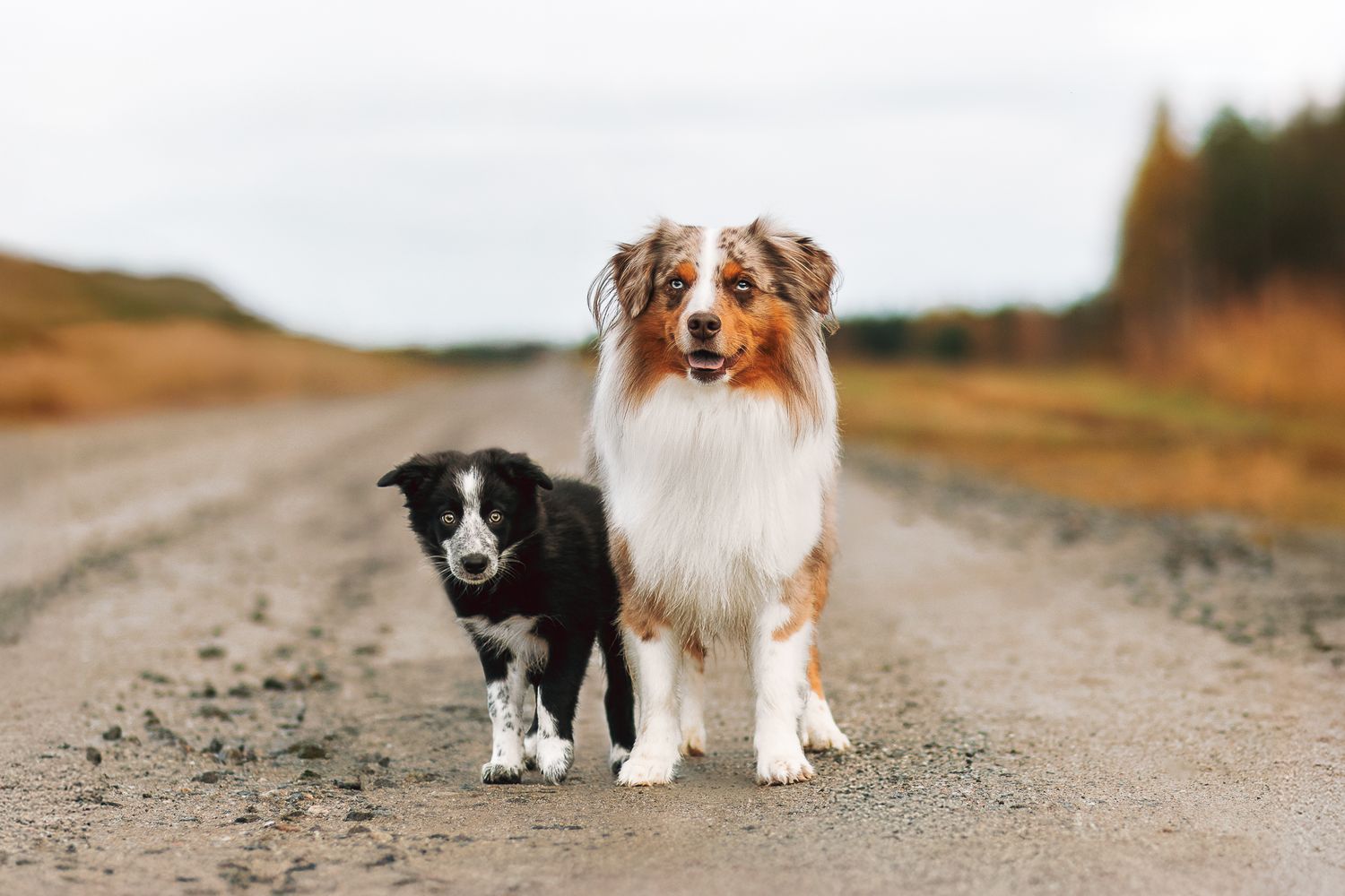 Bordercollie-pentu ja pieniamerikanpaimenkoira